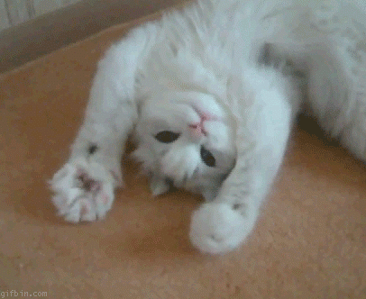 A white cat, opening and closing it's paws.